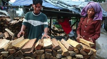 On International Day of Forests, Asian youth learn that forests can offer a good renewable source of energy for their future if managed sustainably